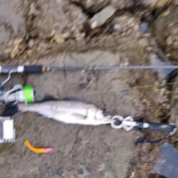 12月になっても、シーバス活性高い。