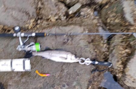 12月になっても、シーバス活性高い。