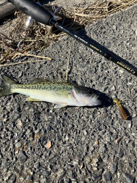 北湖漁港小バス祭り