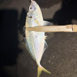 久しぶりの投稿