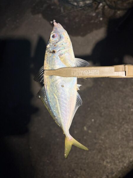 久しぶりの投稿