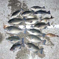 グレ狙いで良型揃い！