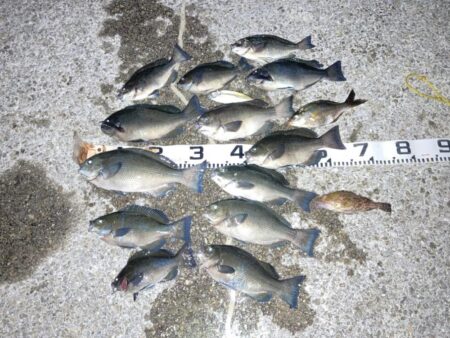 グレ狙いで良型揃い！