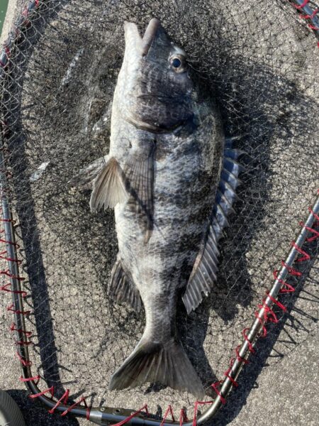 イチノ兄弟、釣果！