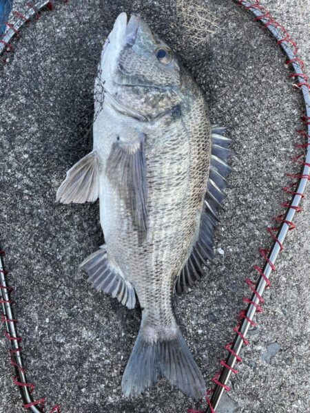 イチノ兄弟、釣果!