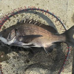 イチノ兄弟、釣果!