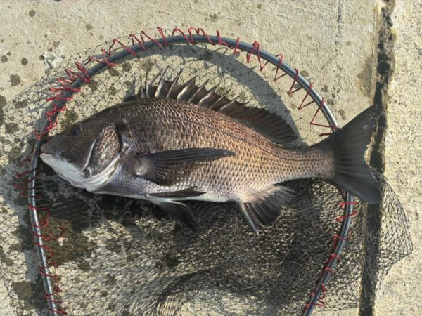 イチノ兄弟、釣果!