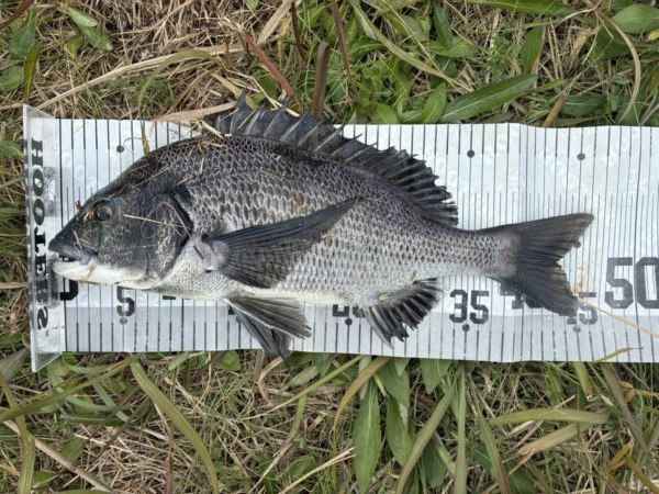 イチノ兄弟、釣果！