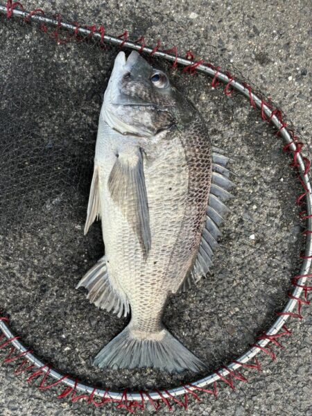 イチノ兄弟、釣果!