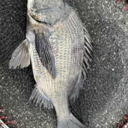 イチノ兄弟、釣果！