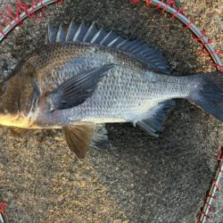 イチノ兄弟、釣果!