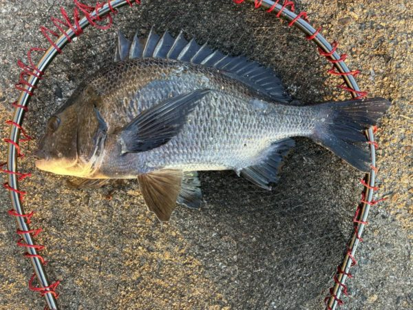 イチノ兄弟、釣果!