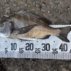 イチノ兄弟、釣果！