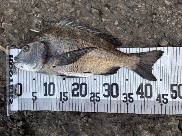 イチノ兄弟、釣果！