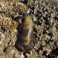 アジを釣りイカを釣る