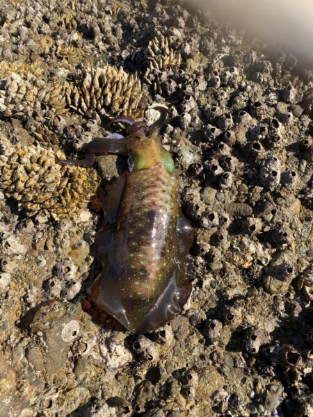 アジを釣りイカを釣る