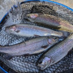 トラウト狙いリベンジ