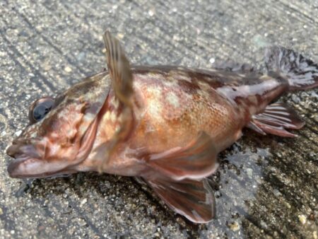 おチヌさんで釣り納🎣