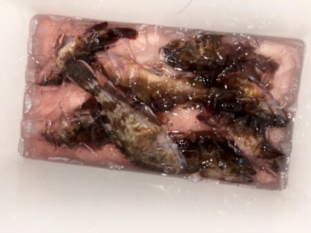 年末最後の釣行