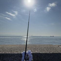 ショア青物終盤か