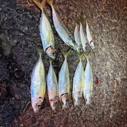 2025釣り納めアジング