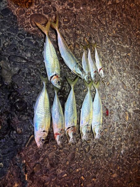 2025釣り納めアジング