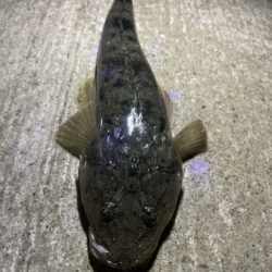 久しぶりのチニング