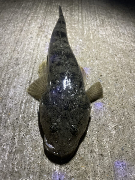 久しぶりのチニング