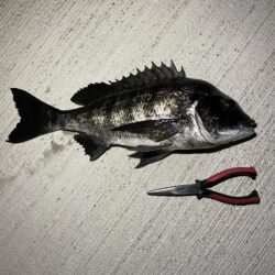 待ちわびたチヌ