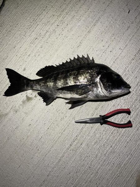 待ちわびたチヌ