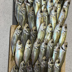 釣り納めアジング‼️