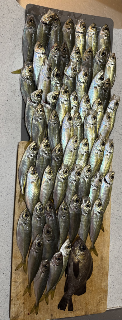 釣り納めアジング‼️