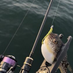 アジングは五目釣り