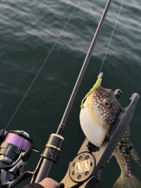 アジングは五目釣り