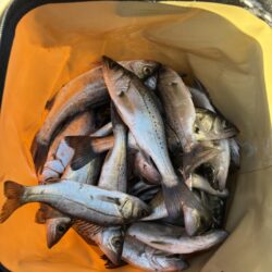 小雨で人がいないしアジもいない