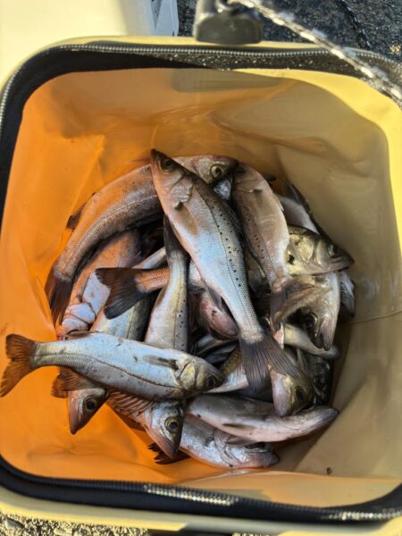 小雨で人がいないしアジもいない