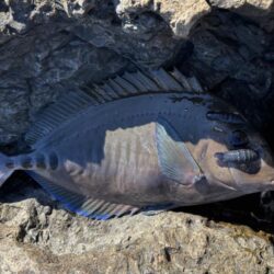 今シーズン初寒グレ