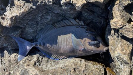 今シーズン初寒グレ