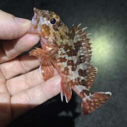 渋い年末メバリング