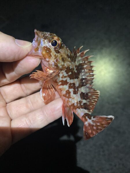 渋い年末メバリング