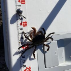 シロギスタ:今シーズンシロギス最終日