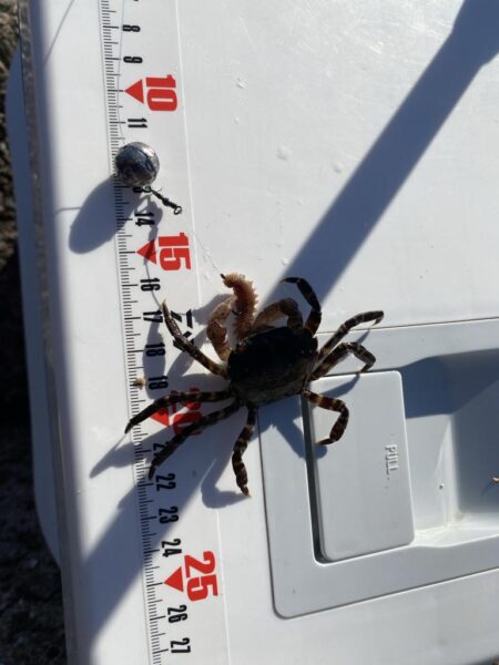 シロギスタ:今シーズンシロギス最終日