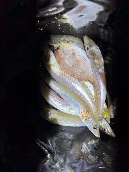 娘とちょい投げ釣り！