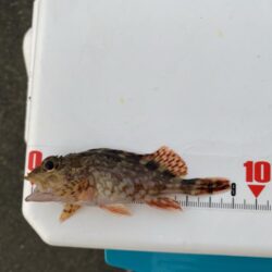 リベンジならずも、連日のカワハギゲット