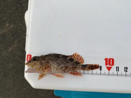 リベンジならずも、連日のカワハギゲット