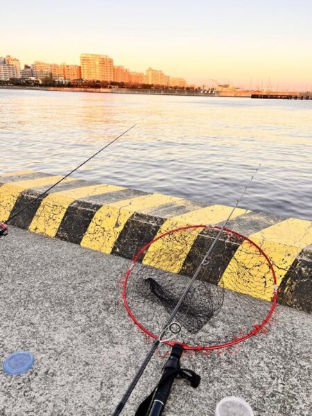 ショアジギングでサバ