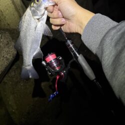 淡路の深夜釣行