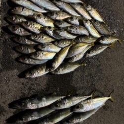 年末大感謝祭に潜入