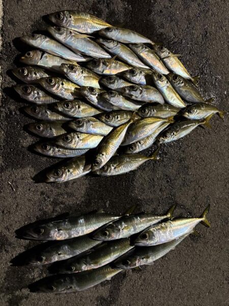 年末大感謝祭に潜入