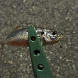 あんまり釣れない